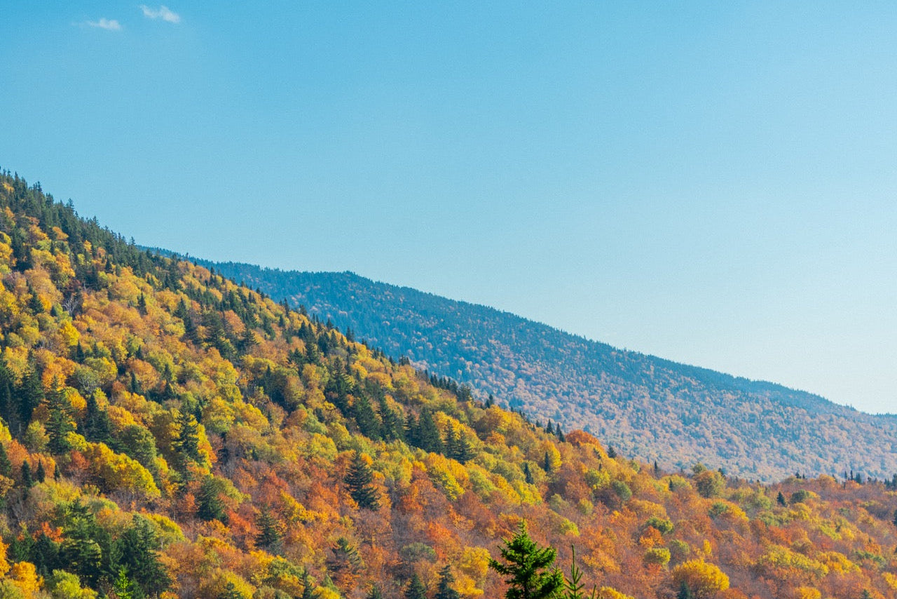 Hillside with autumn foliage under a clear blue sky